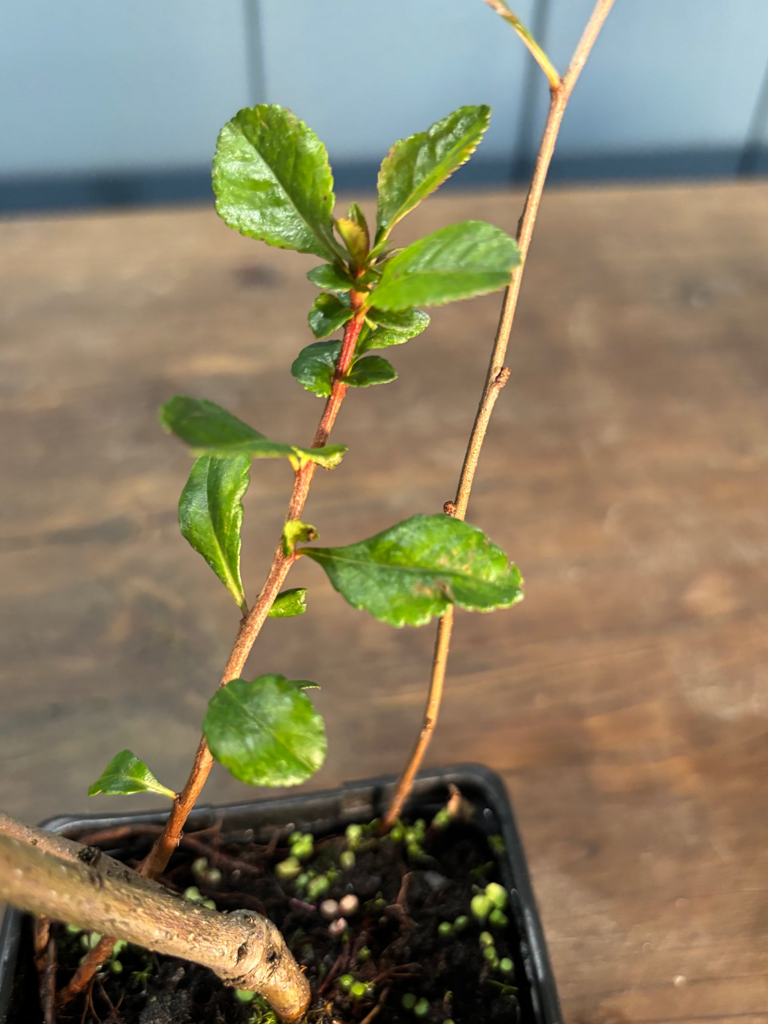 Chaenomeles japonica 'Sargentii'(Cognassier du japon)