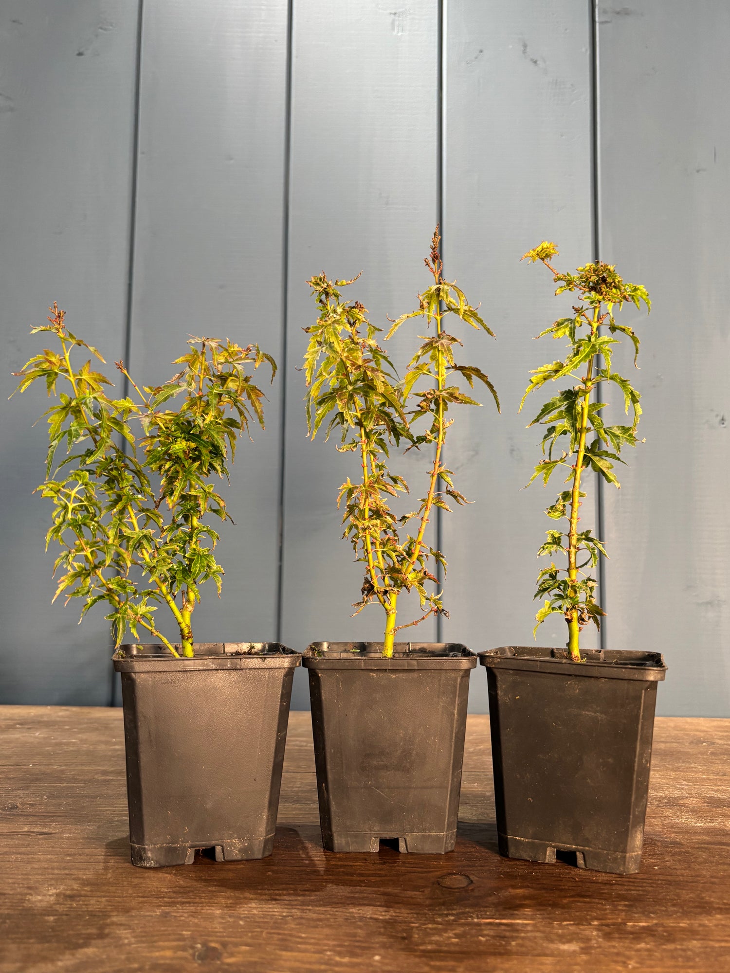 Acer palmatum 'Shishigashira'