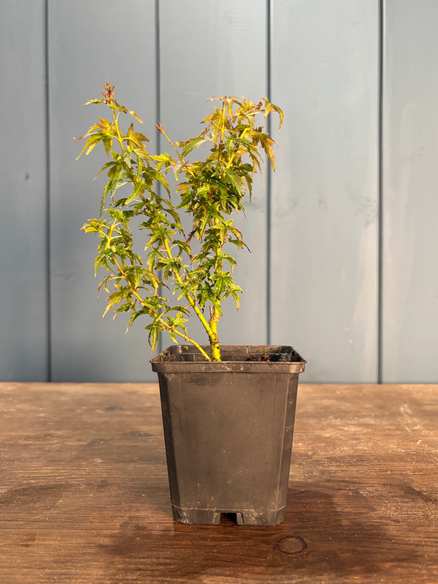 Acer palmatum 'Shishigashira'