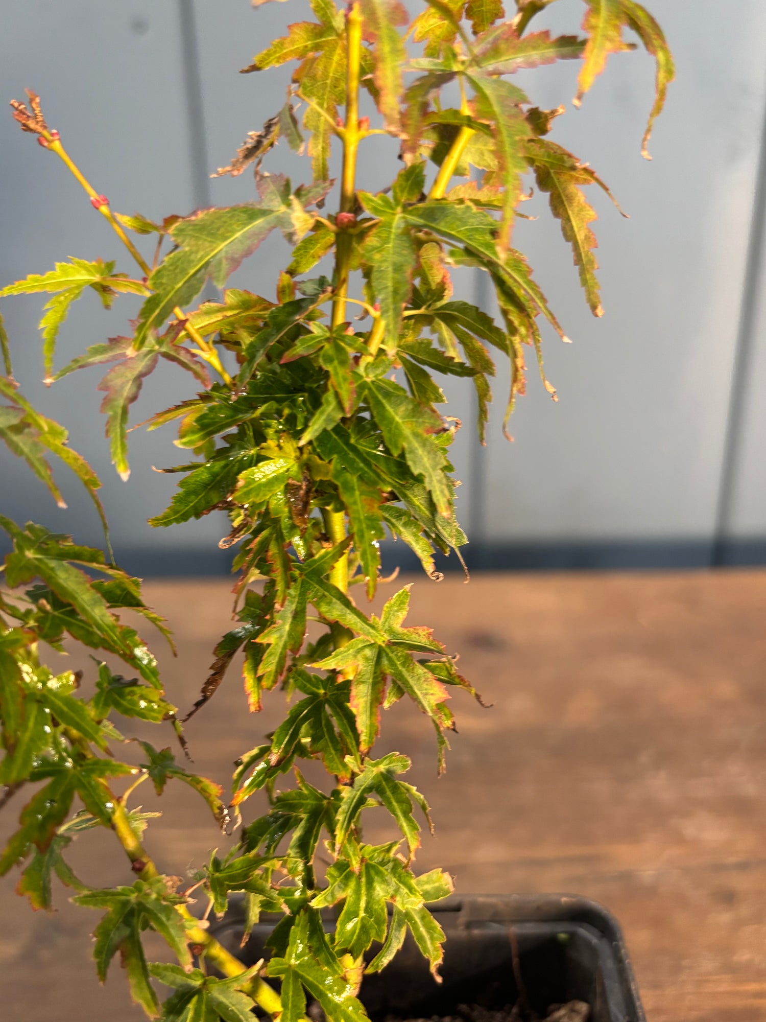 Acer palmatum 'Shishigashira'