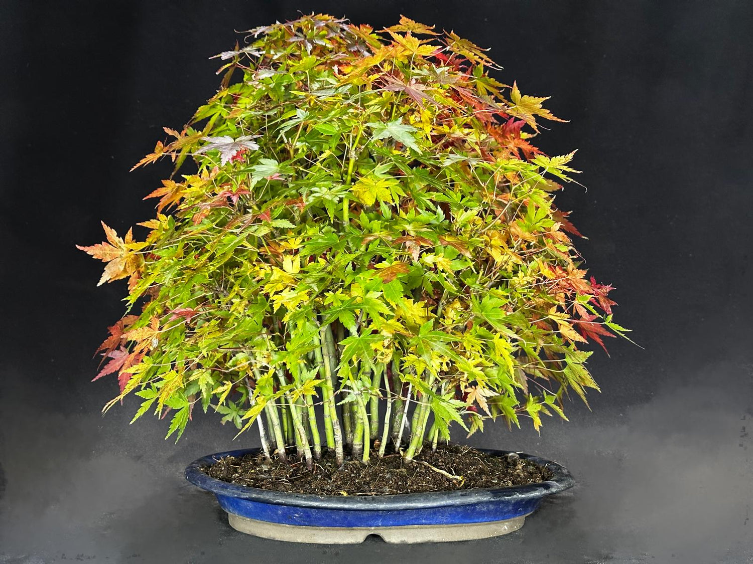 Forêt d'Acer palmatum Yamamomiji (Erable du Japon)