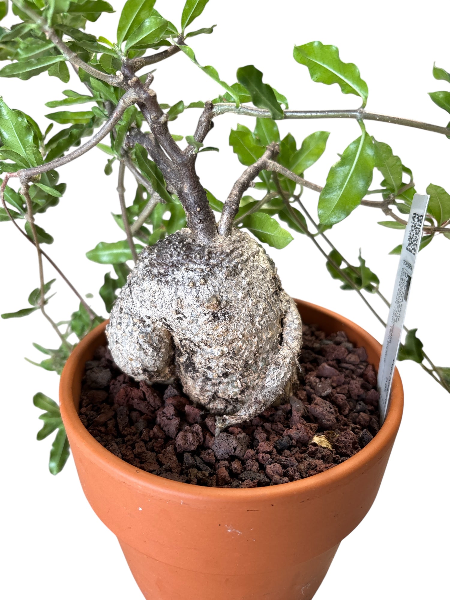 Fockea edulis