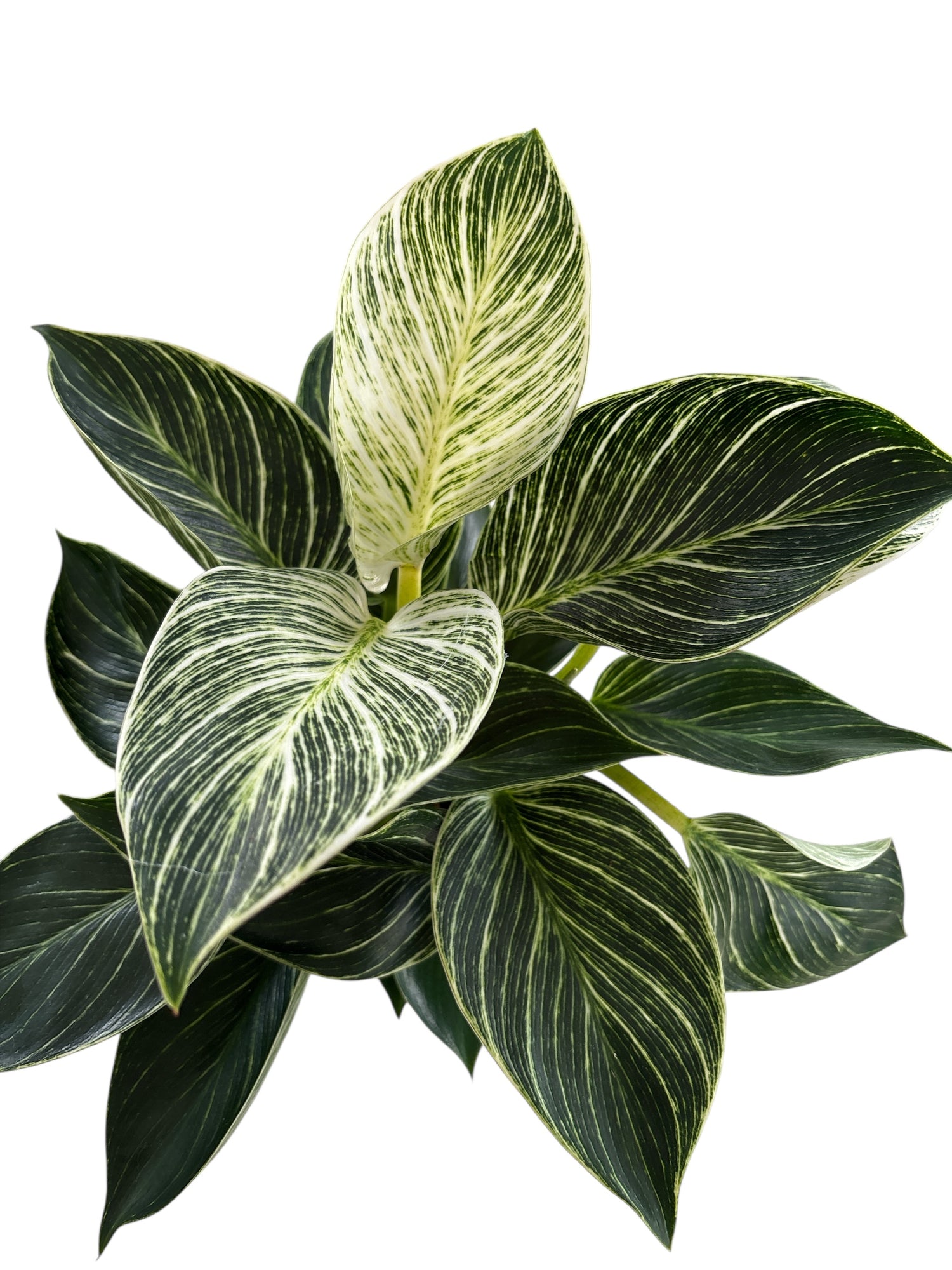 Philodendron 'Birkin'