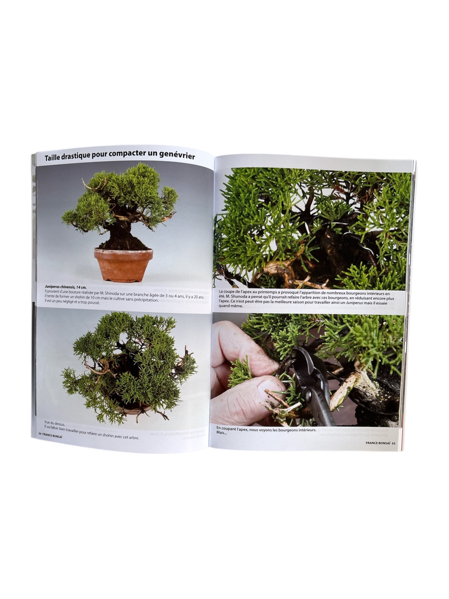 Magazine France Bonsaï - N°165