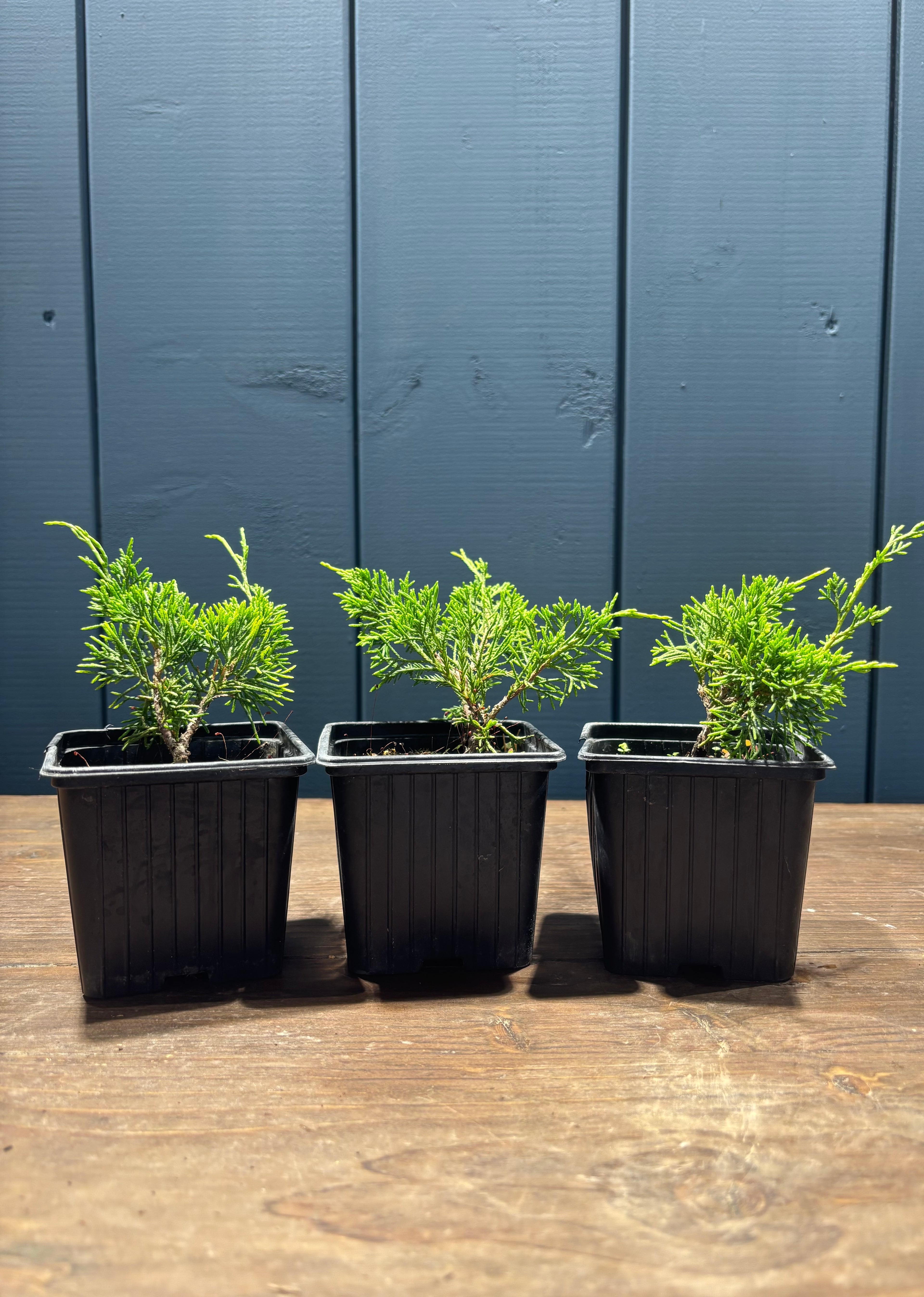 Faire un bonsaï à partir d'un jeune plant : guide complet