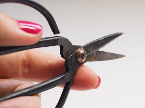 Comment pincer et tailler un bonsaï étape par étape