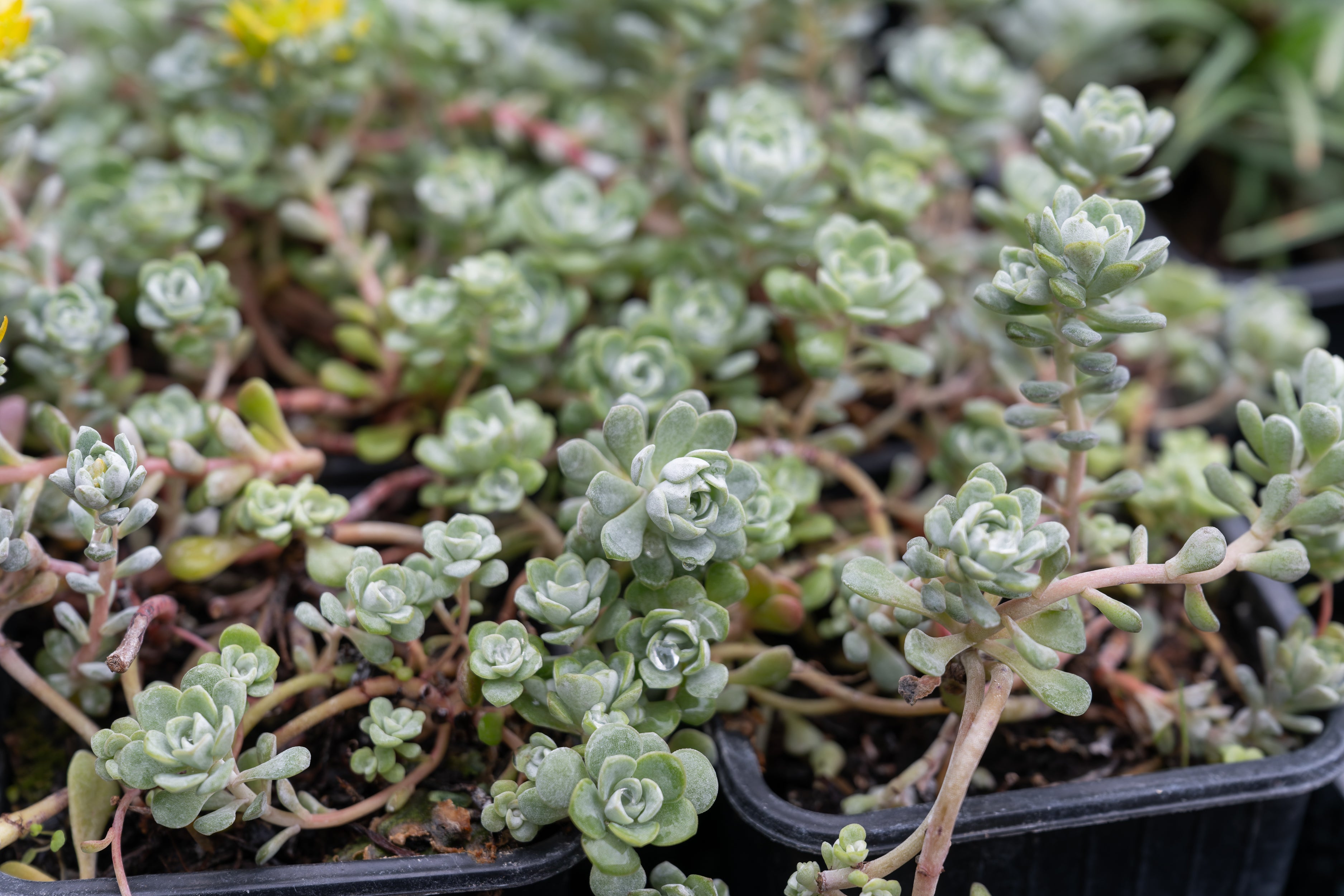 Cactus et succulentes