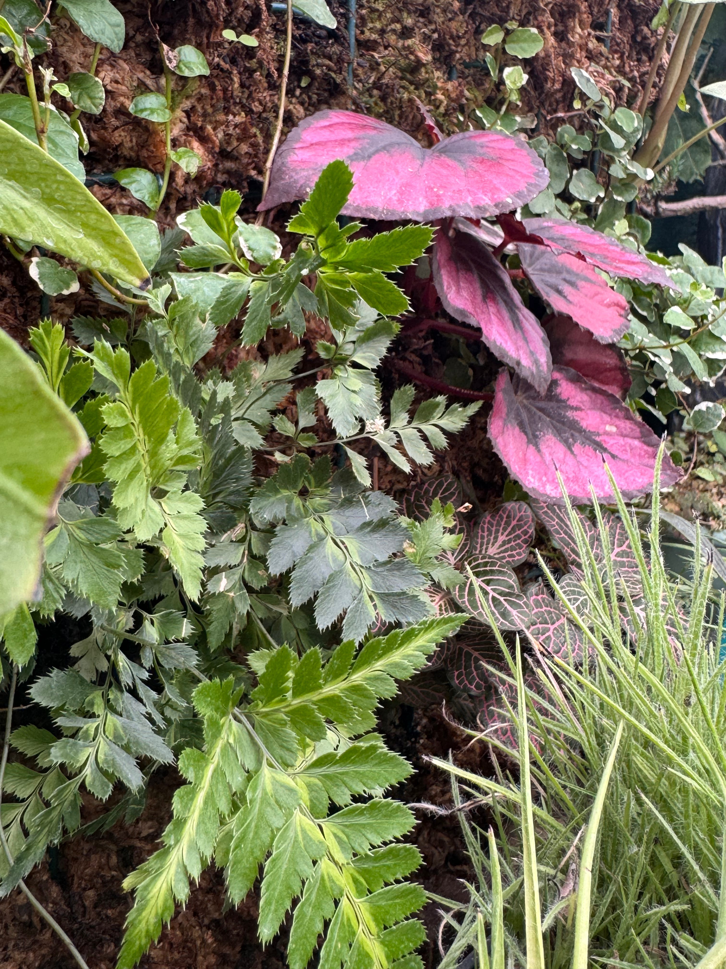 Autres Plantes