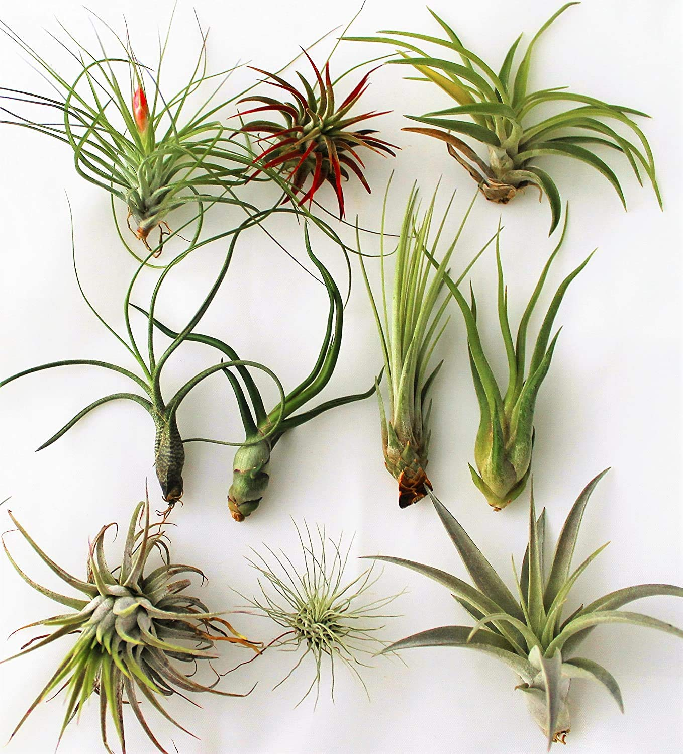Tillandsias