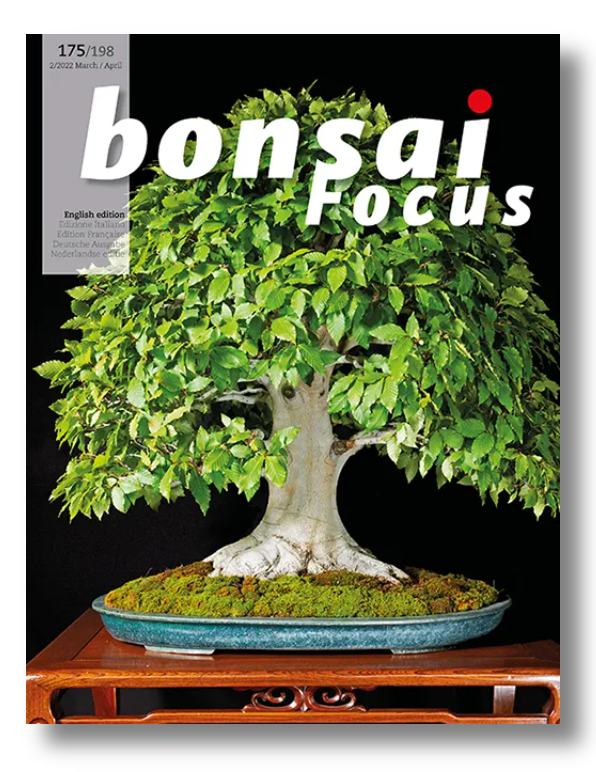 Bonsaï Focus