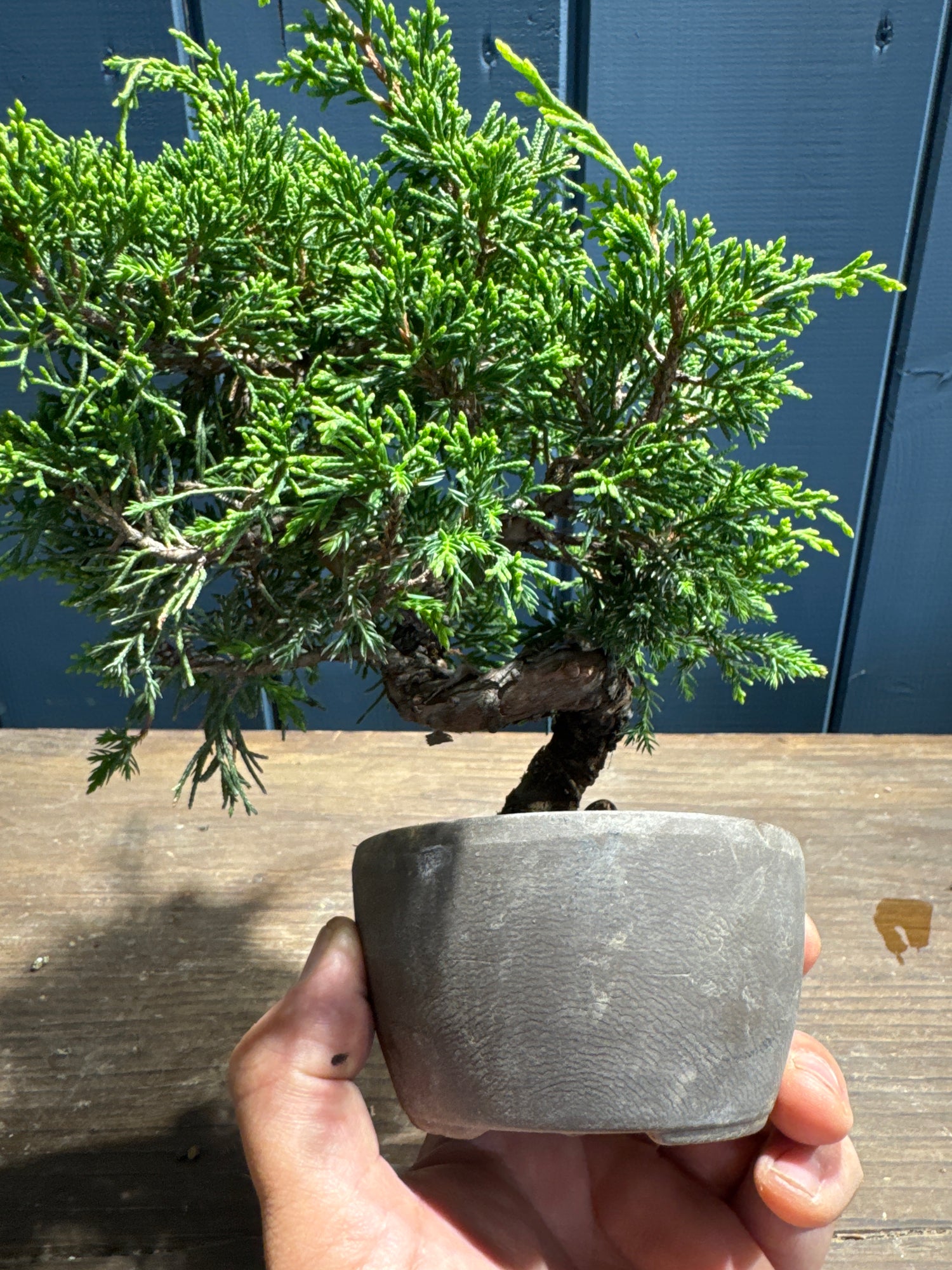 Juniperus chinensis ‘Itoigawa’ JC03