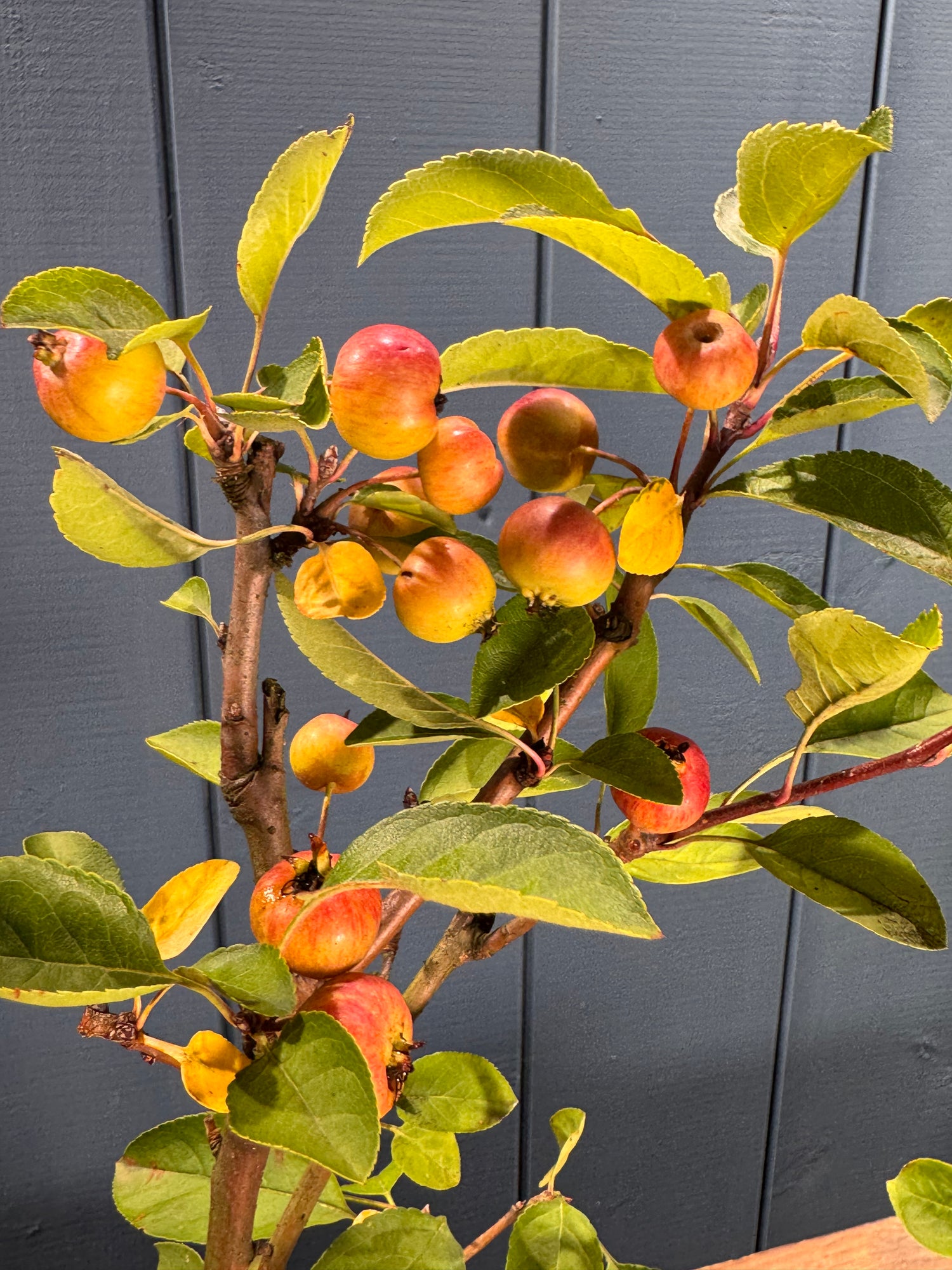 Malus ‘Everest’ (pommier)