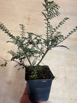 Ulmus parvifolia 'Hokkaido'