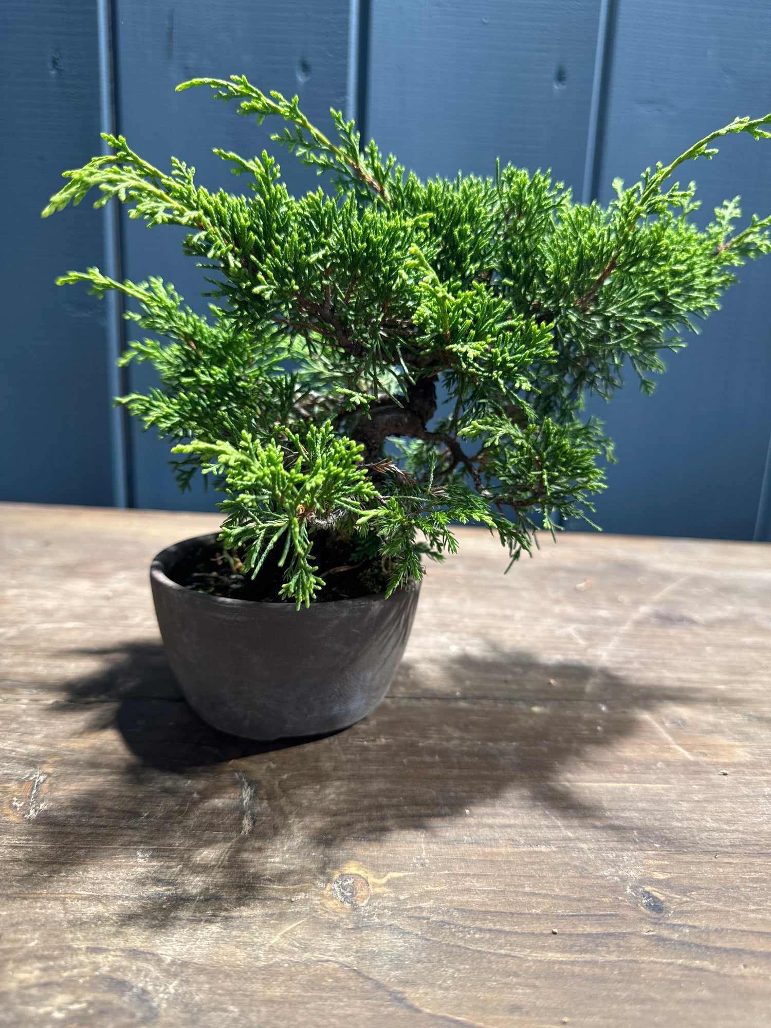 Juniperus chinensis ‘Itoigawa’ JC04