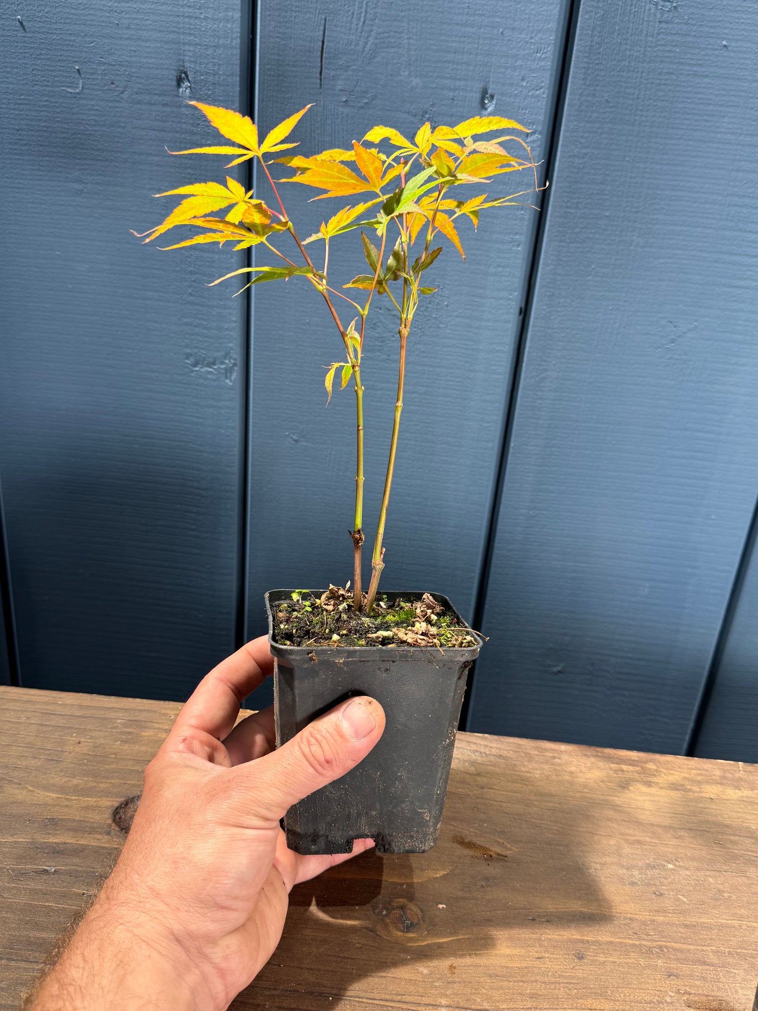Acer palmatum Deshojo (Erable du Japon)