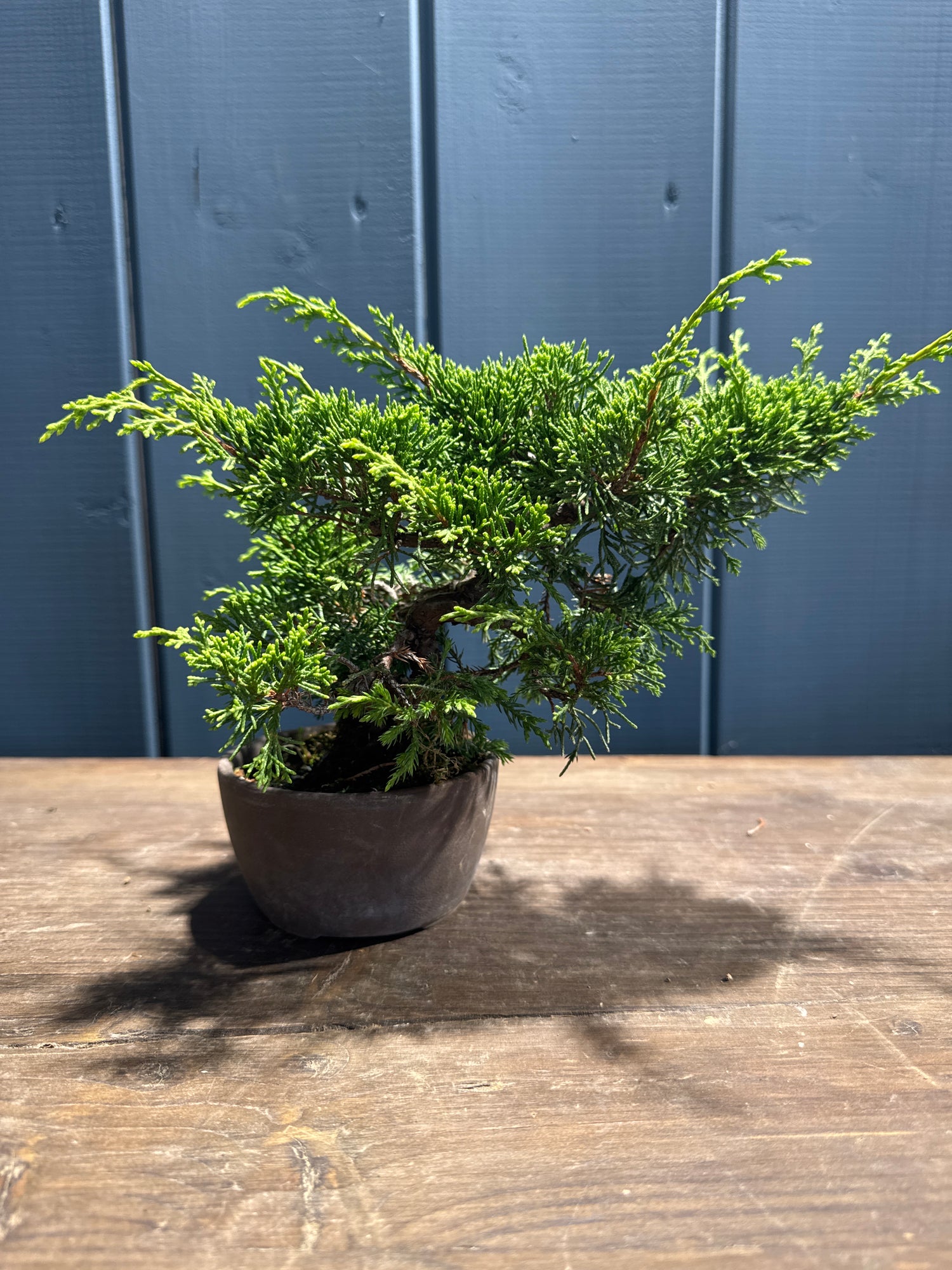 Juniperus chinensis ‘Itoigawa’ JC04