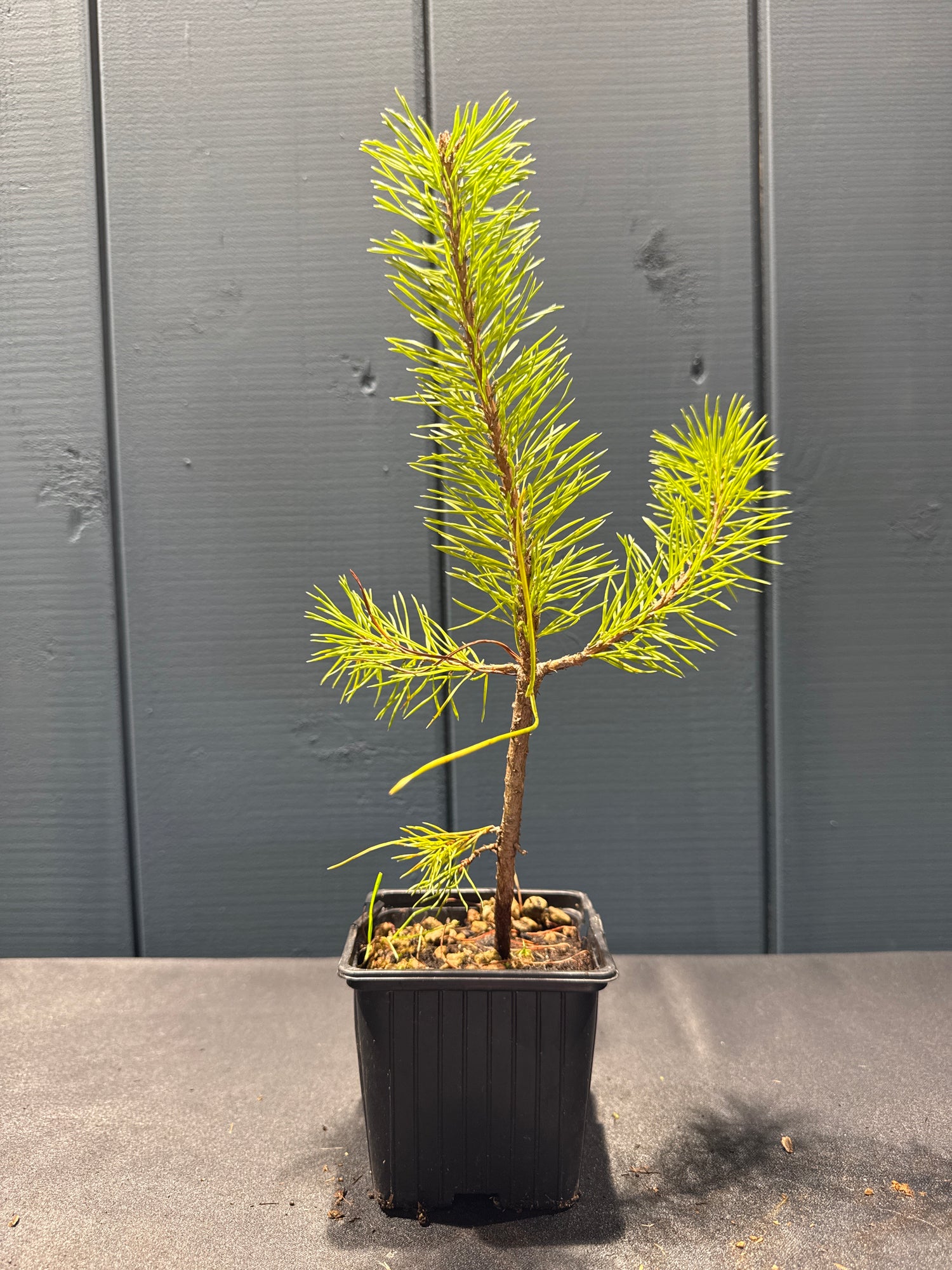 Pinus sylvestris