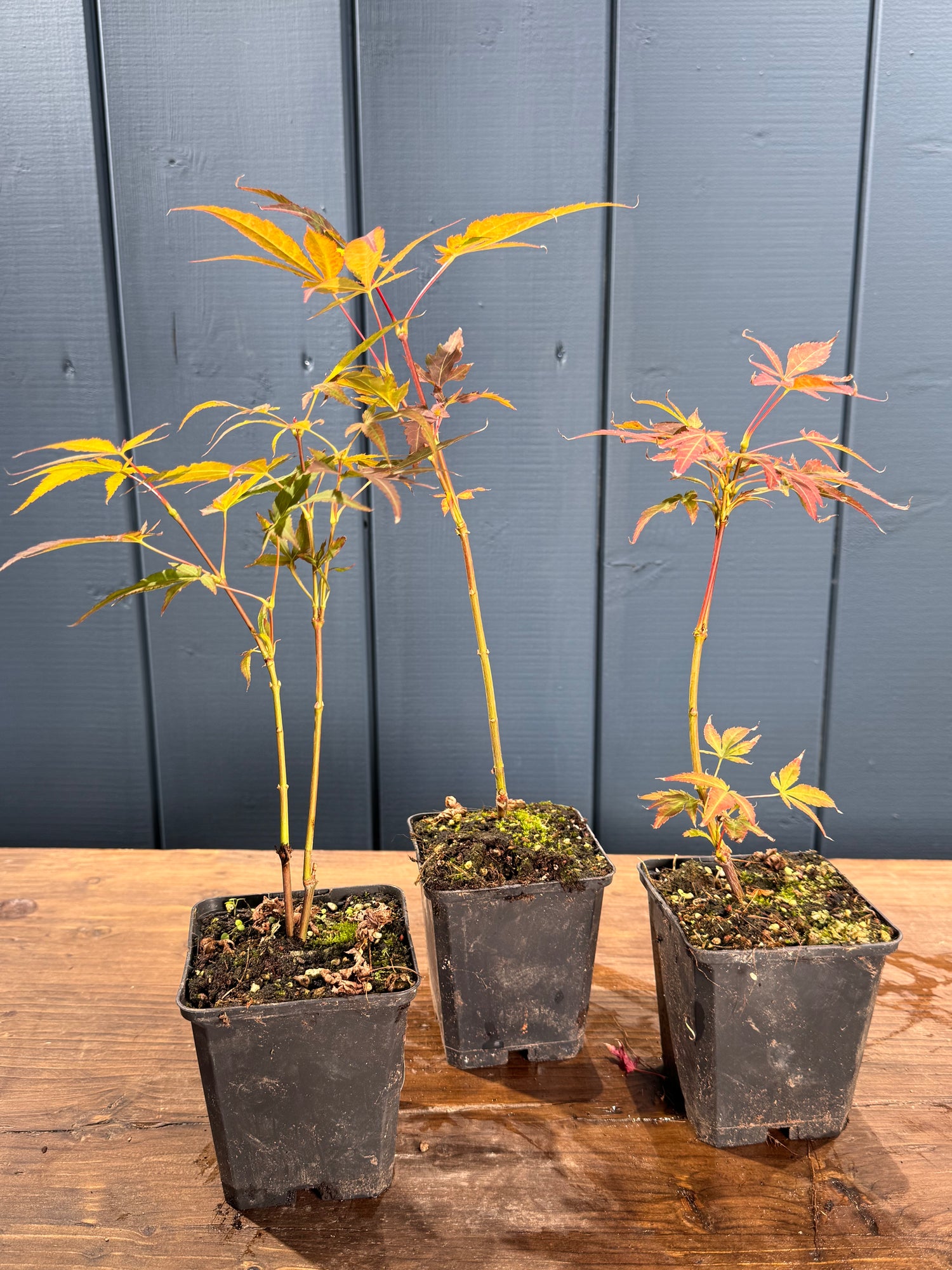 Acer palmatum Deshojo (Erable du Japon)