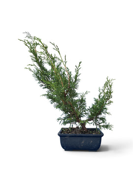 Juniperus chinensis 'Itoigawa' jeune plant