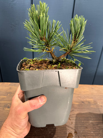 Pinus thunbergii 'Kotobuki' jeune plant