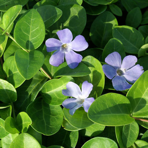 VINCA minor 'Grüner Teppich'