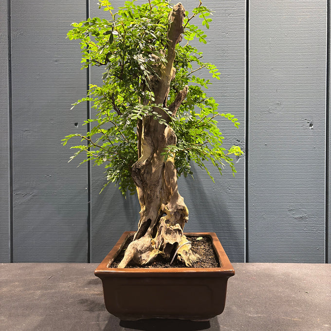 Bonsaï faux-poivrier Zanthoxyllum 50cm travaillé avec bois mort, pot 8cm
