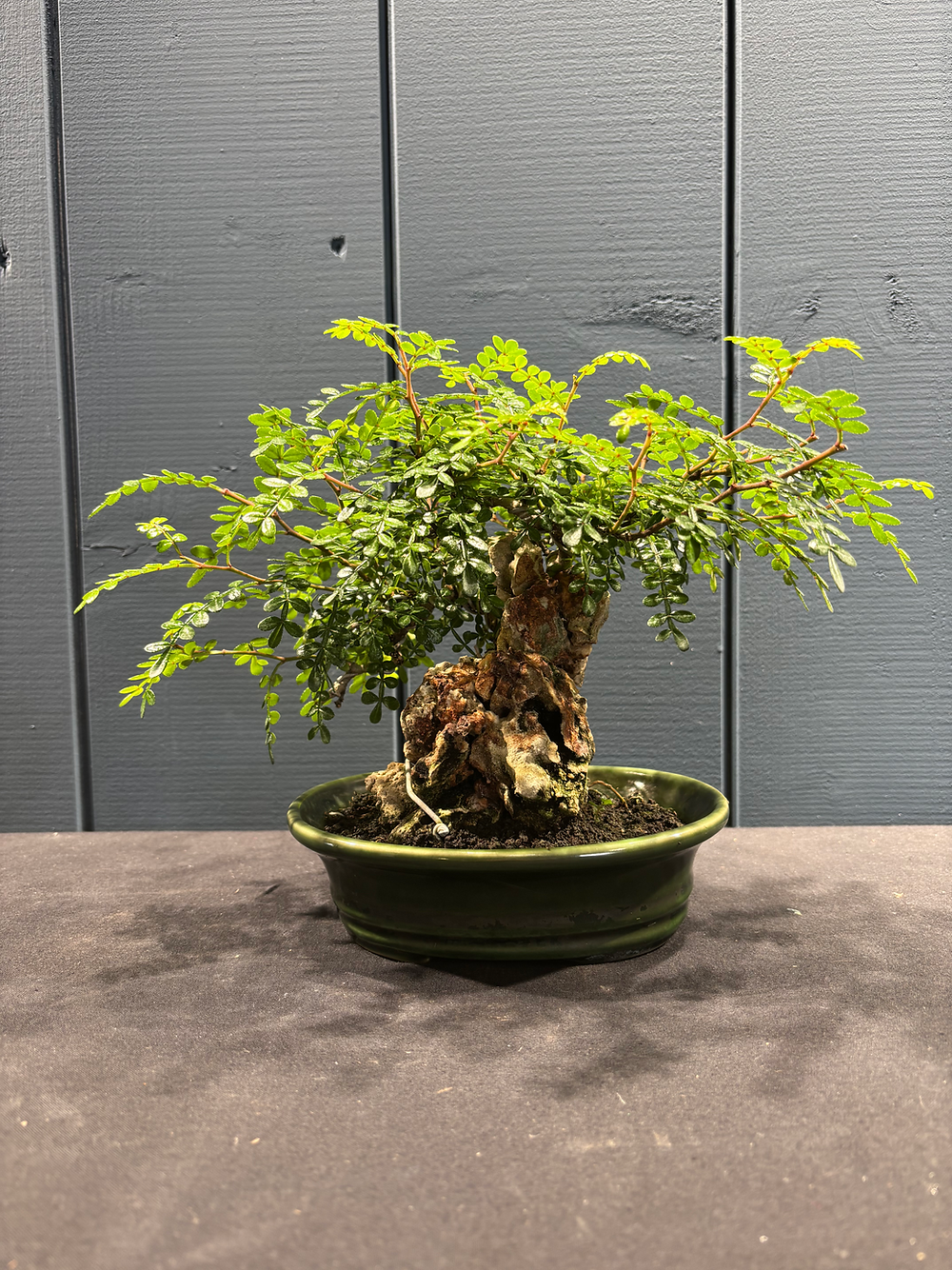 Bonsaï faux-poivrier Zanthoxyllum sur roches, hauteur 21cm, pot 5cm