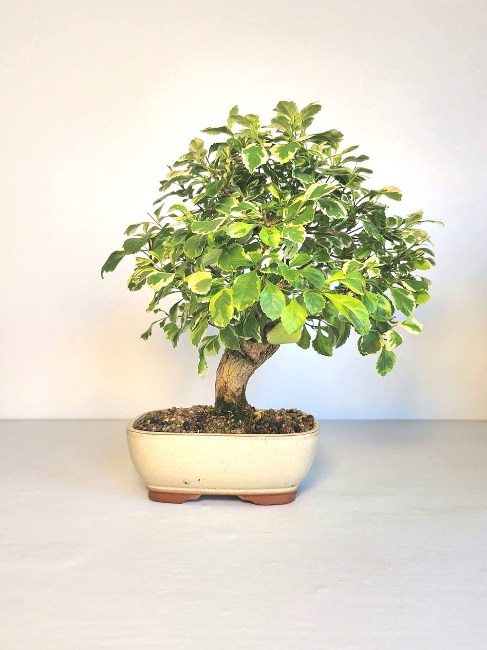 Durantha repens (Vanillier de Cayenne) - Bonsaï