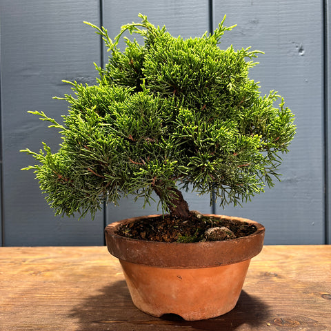 Juniperus chinensis 'Itoigawa'