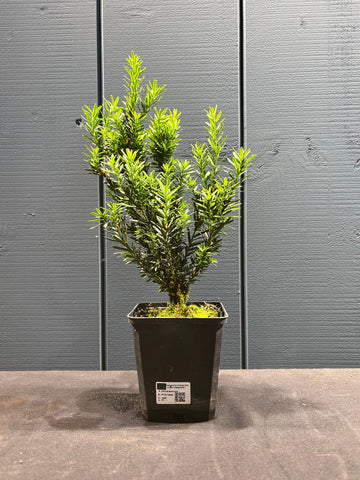 Taxus baccata (If commun)