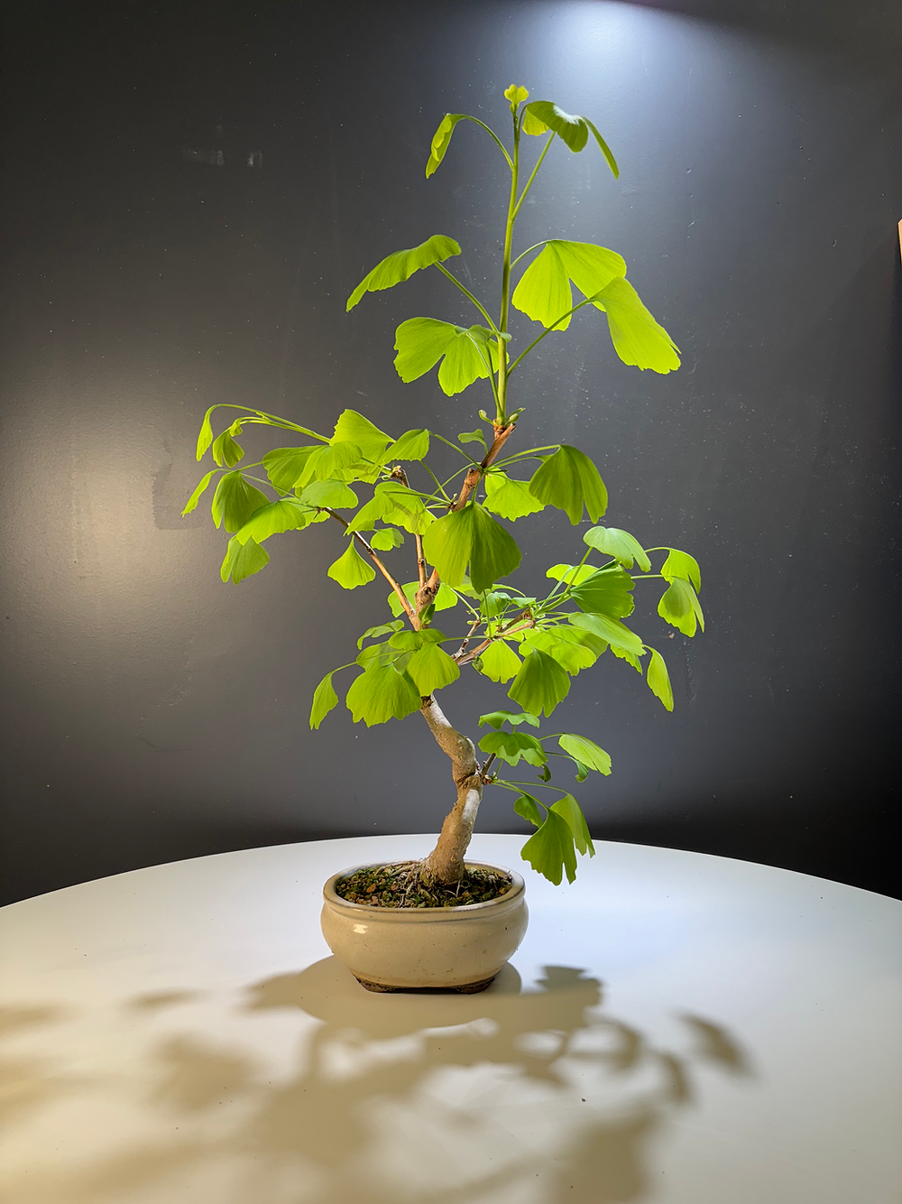 Ginkgo biloba