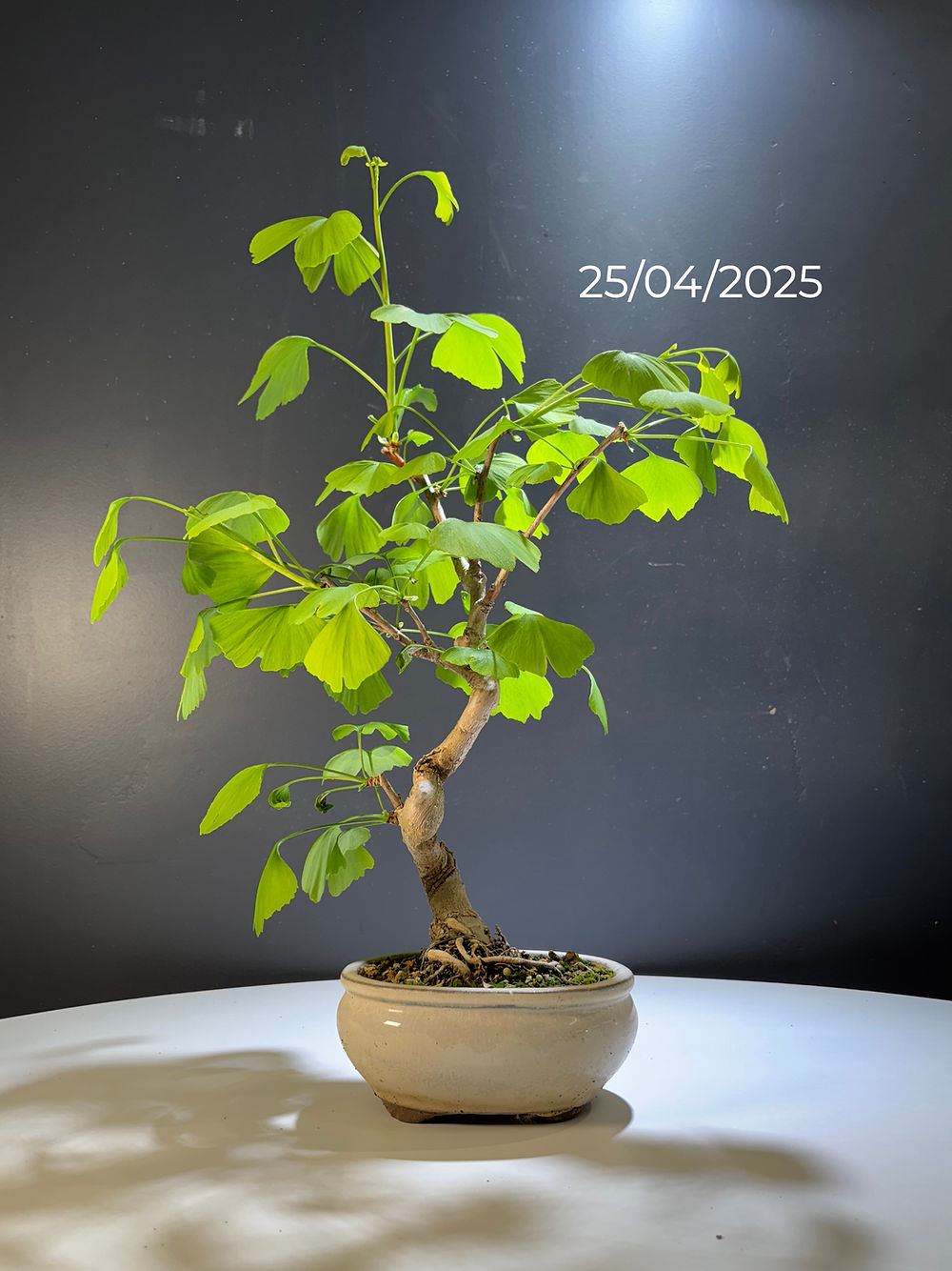 Ginkgo biloba