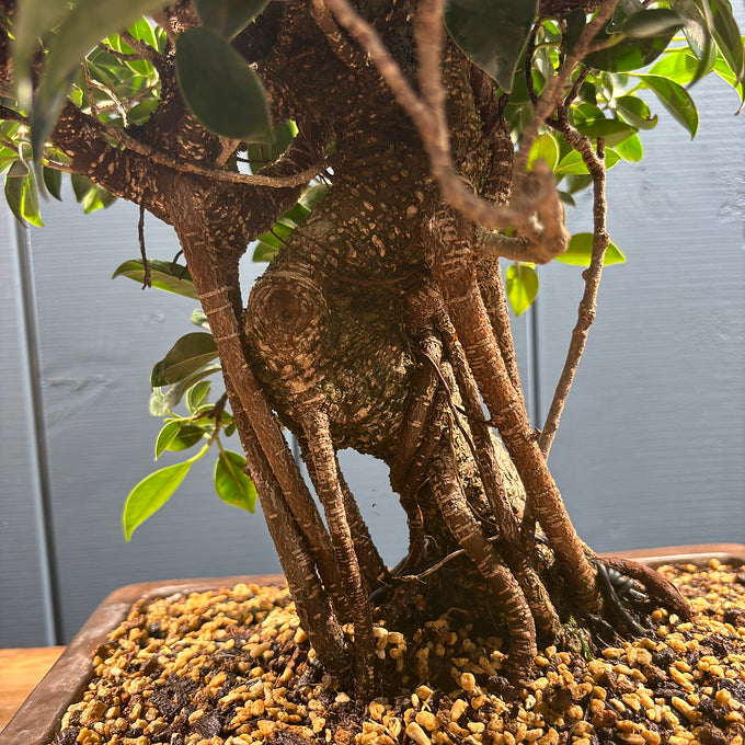 Bonsaï Ficus retusa 16 ans, hauteur 50cm avec pot céramique 8cm, photos juin 2025