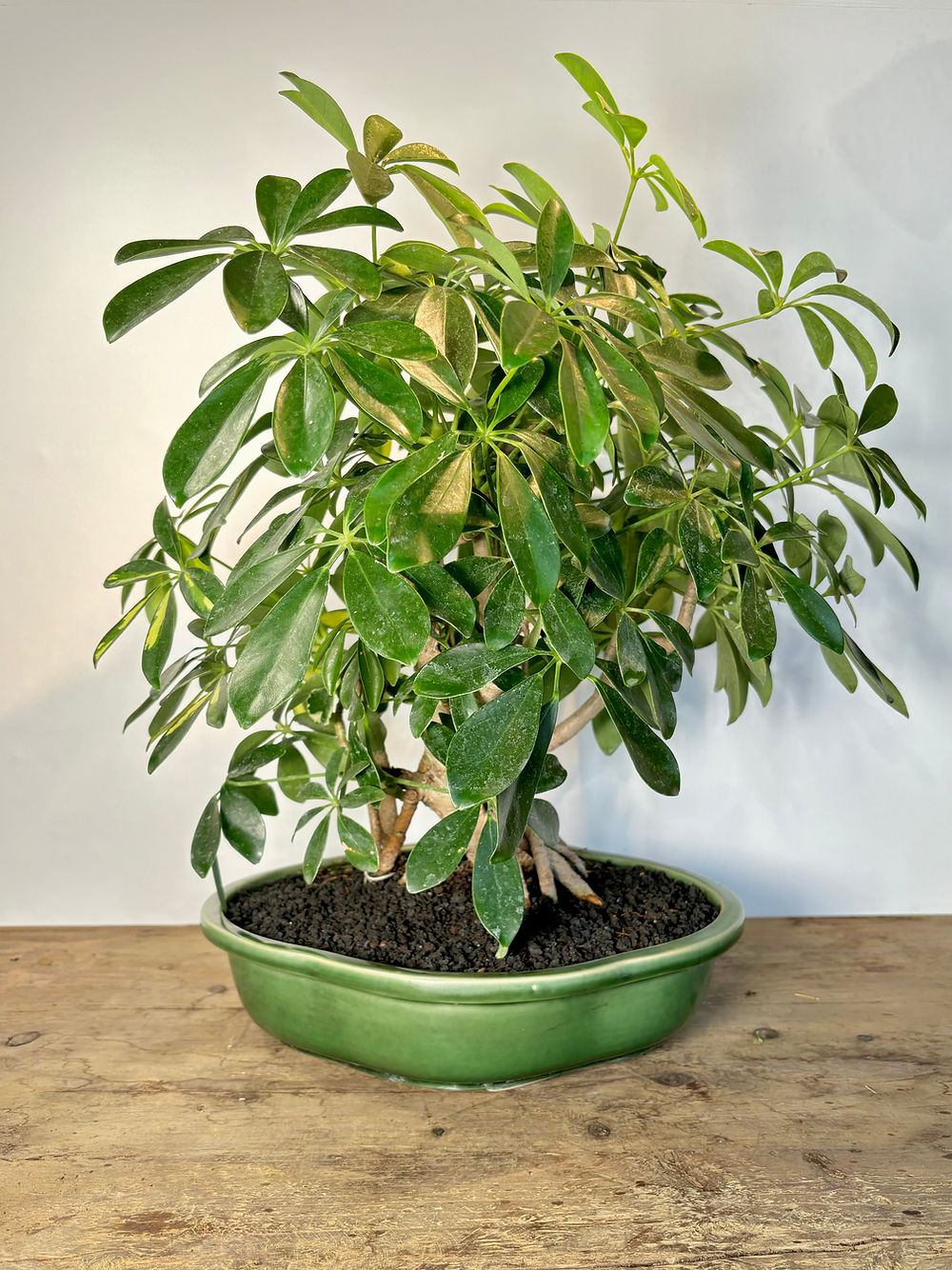 Schefflera arboricola