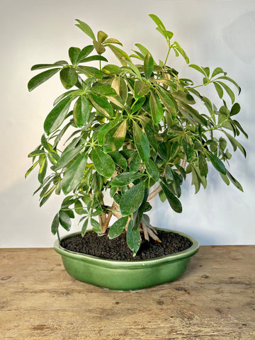 Schefflera arboricola