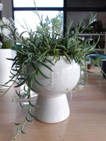 Cache-pot vase visage blanc en tailles M et L avec une plante