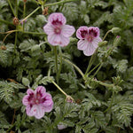 Erodium kolbianum ‘Natasha’ avec feuillage gris persistant et fleurs rose pâle, plante couvre-sol compacte pour sol sec et ensoleillé.