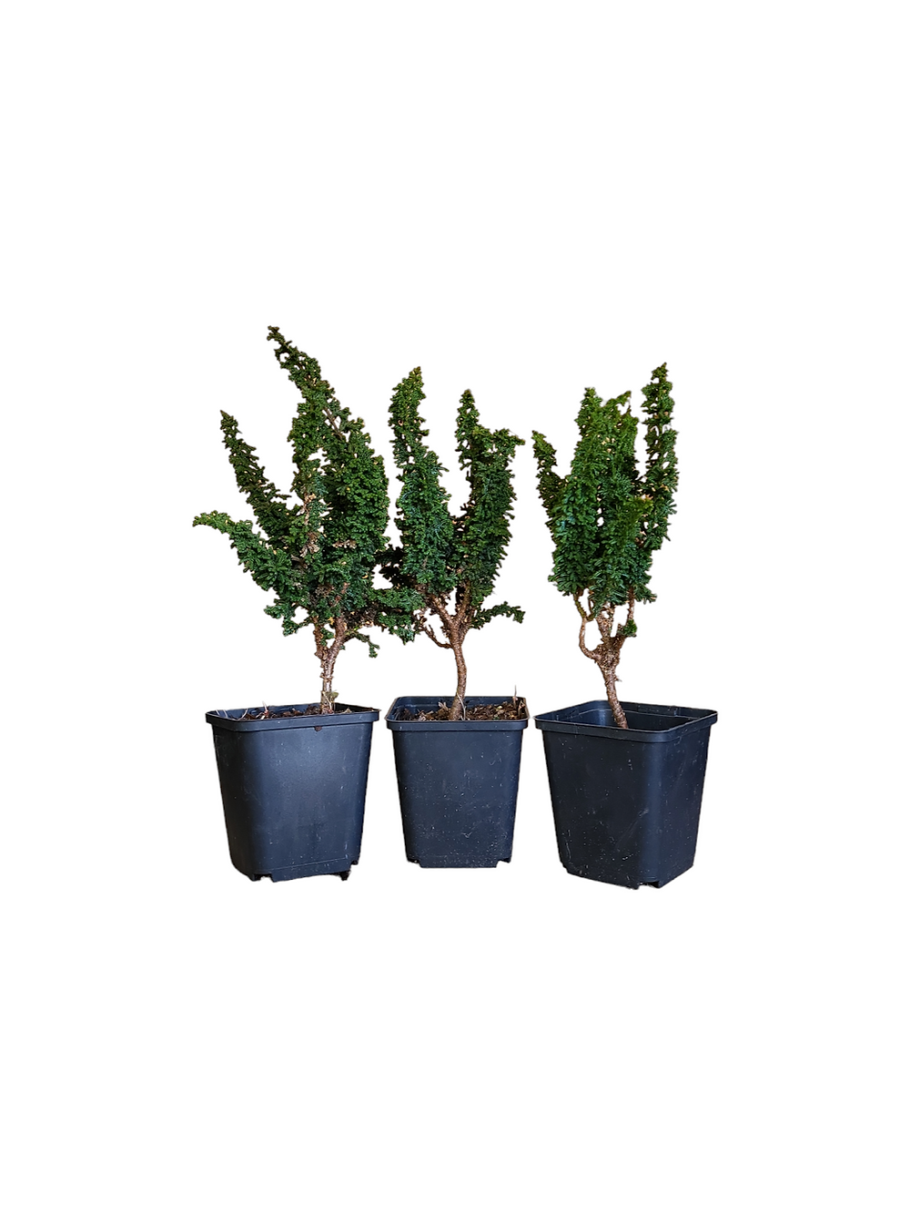 Chamaecyparis obtusa ‘Sekka’ (Hinoki)