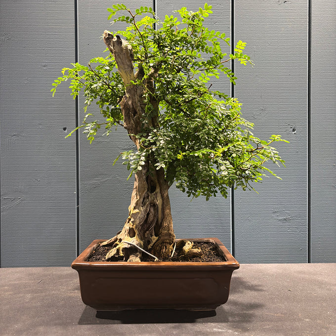 Bonsaï faux-poivrier Zanthoxyllum 50cm travaillé avec bois mort, pot 8cm