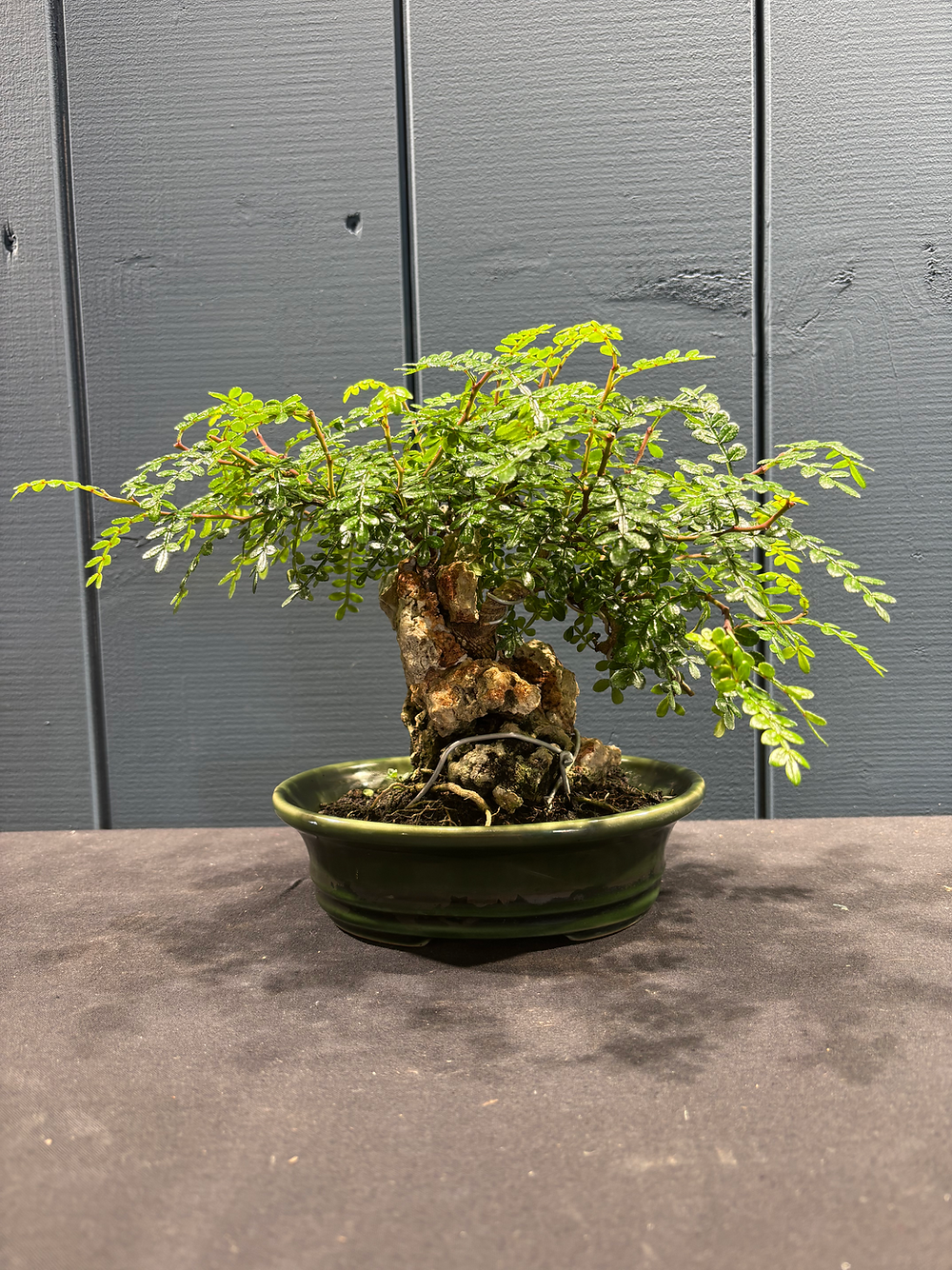 Bonsaï faux-poivrier Zanthoxyllum sur roches, hauteur 21cm, pot 5cm