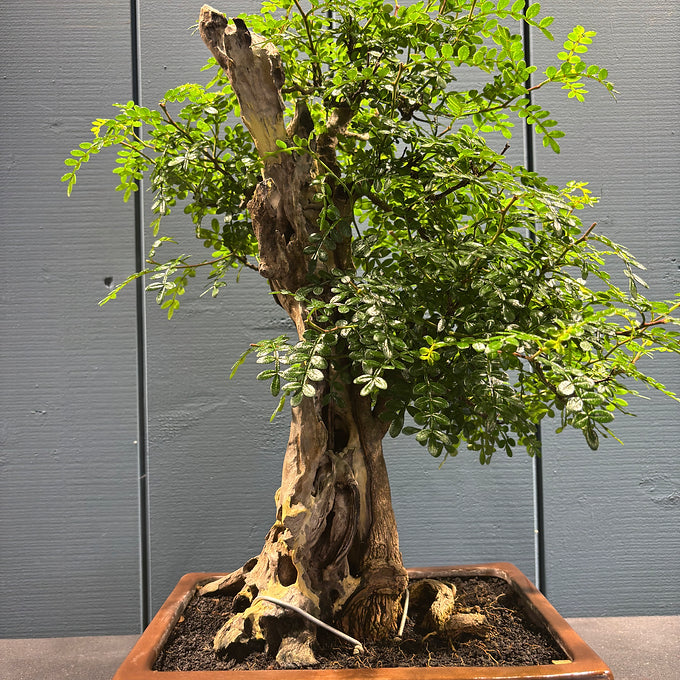 Bonsaï faux-poivrier Zanthoxyllum 50cm travaillé avec bois mort, pot 8cm