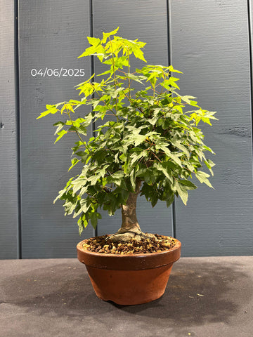 Acer buergerianum