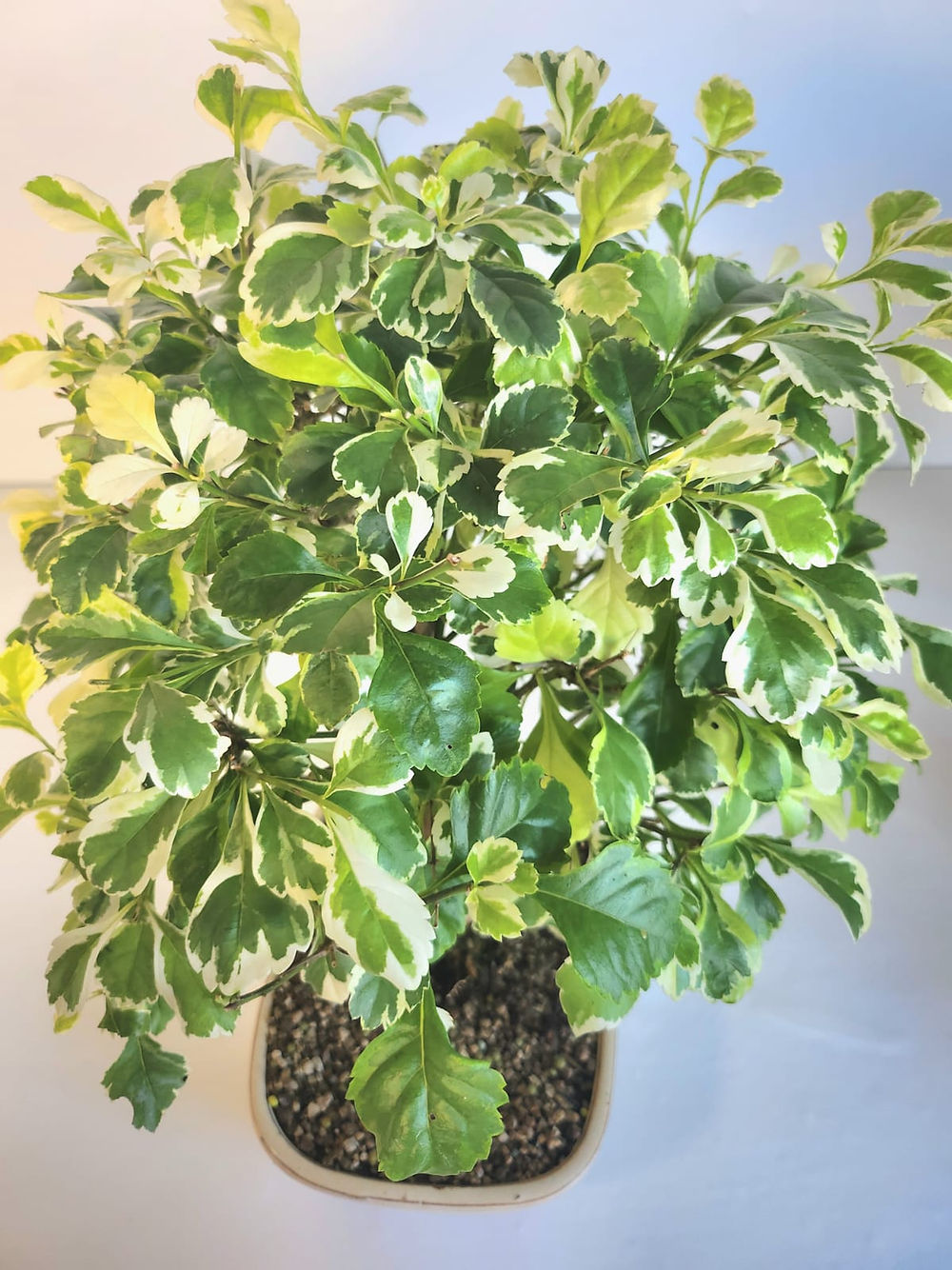 Durantha repens (Vanillier de Cayenne) - Bonsaï