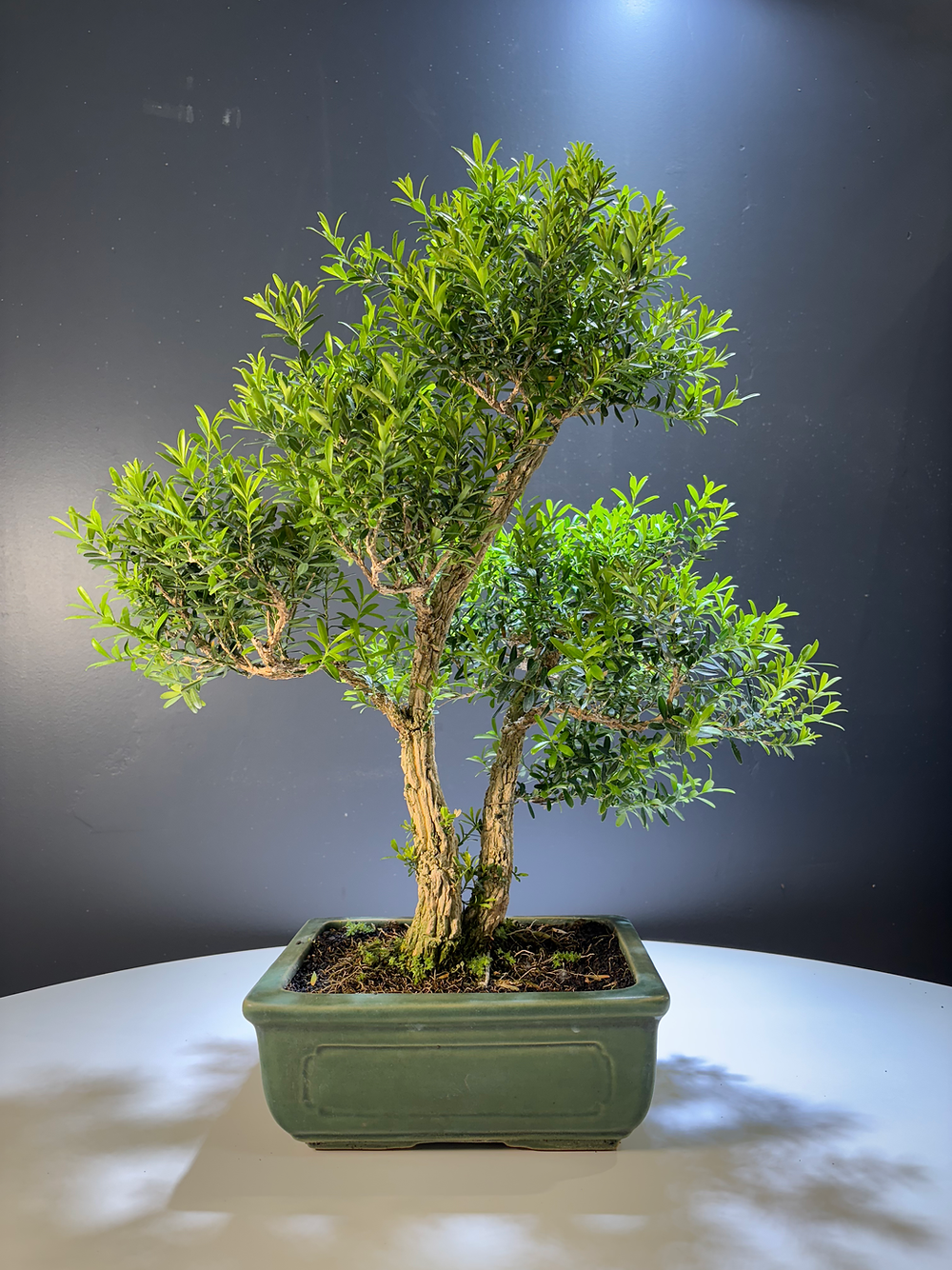 Bonsai Buxus harlandii buis de Chine 28cm, arbre compact et élégant