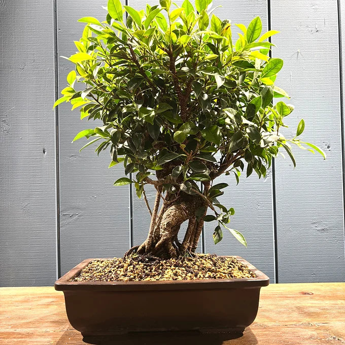 Bonsaï Ficus retusa 16 ans, hauteur 50cm avec pot céramique 8cm, photos juin 2025