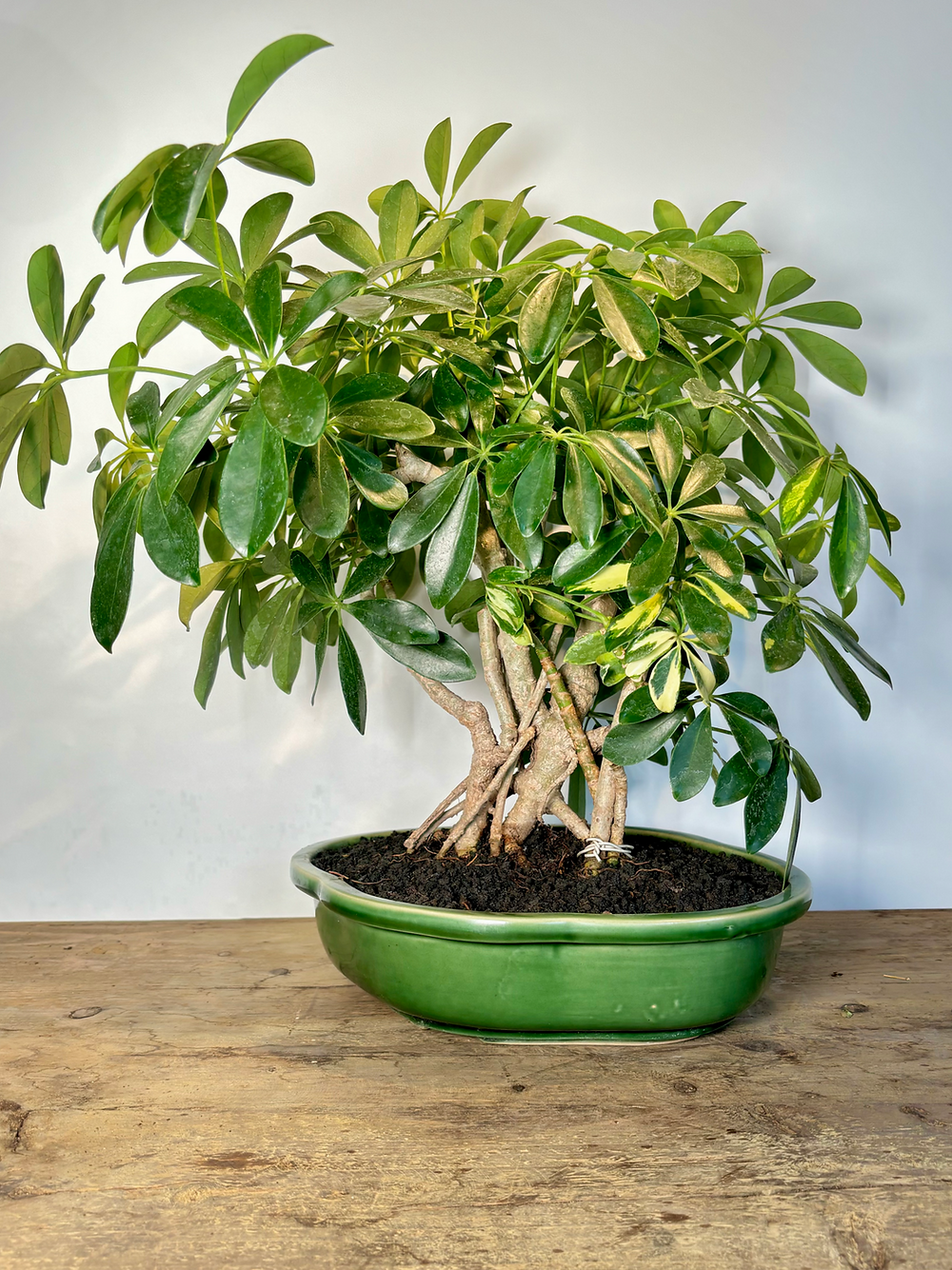 Schefflera arboricola
