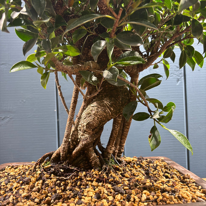 Bonsaï Ficus retusa 16 ans, hauteur 50cm avec pot céramique 8cm, photos juin 2025