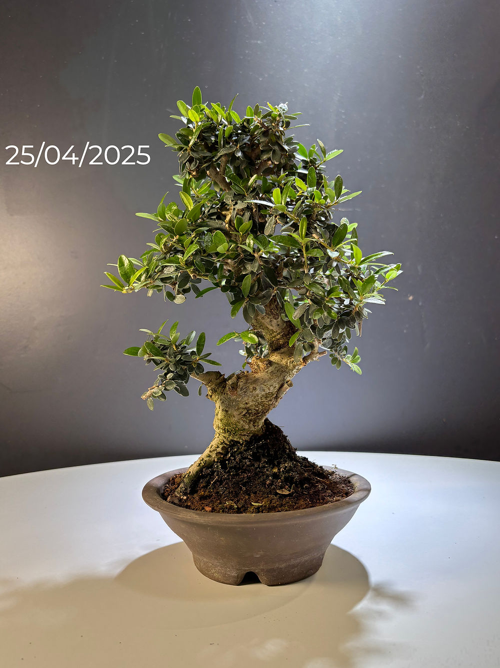 Olea sylvestris (Olivier sauvage)