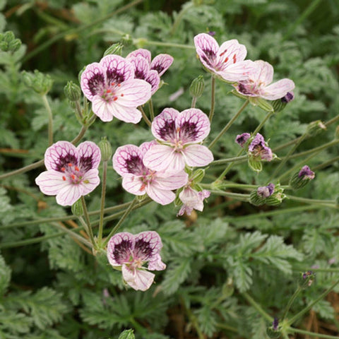 ERODIUM kolbianum 'Natasha'