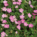 Erodium variabile ‘Bishop’s Form’, plante couvre-sol compacte avec feuillage vert et fleurs roses, adaptée sol sec ensoleillé, godet 8 cm.